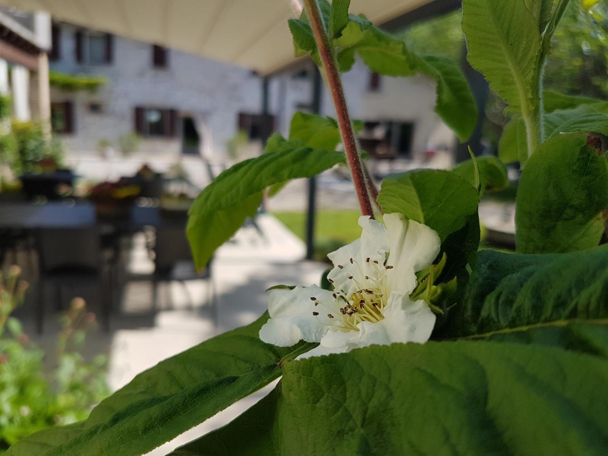 L'Isolo B&B E Case Vacanza Monzambano Exteriör bild